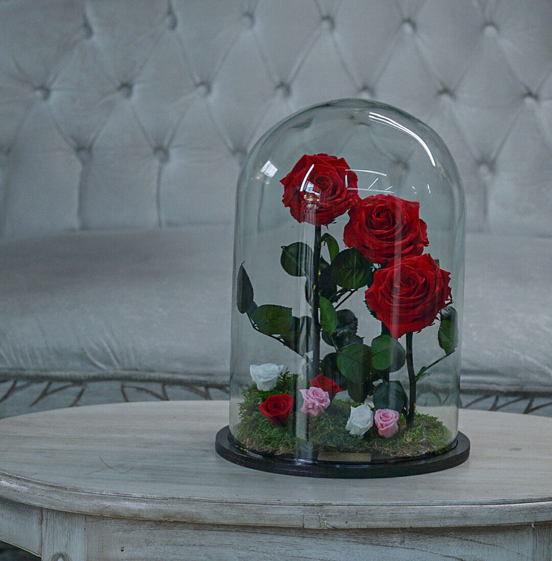 Jardín Preservado Encantado🌹 Con 5 Años De Duración