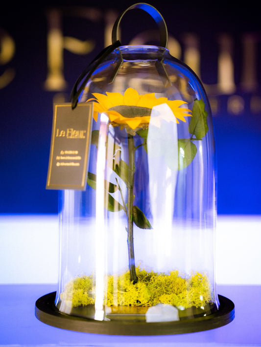 Girasol Preservado XL 🌻 Con 5 Años De Duración