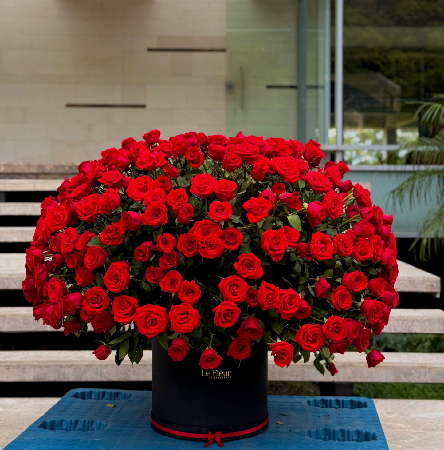 Pompon Buchon Gigante De 500 Rosas De Exportacion  🌹